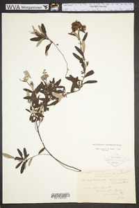 Helianthemum corymbosum image