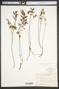 Helianthemum corymbosum image