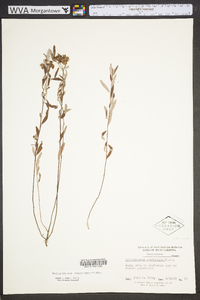 Helianthemum corymbosum image