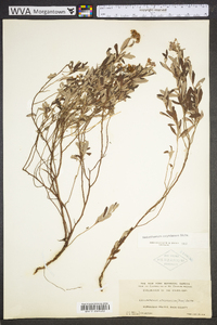 Helianthemum corymbosum image