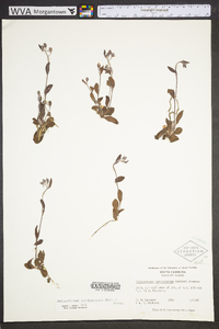 Helianthemum carolinianum image