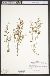 Helianthemum georgianum image