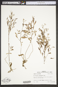 Helianthemum georgianum image