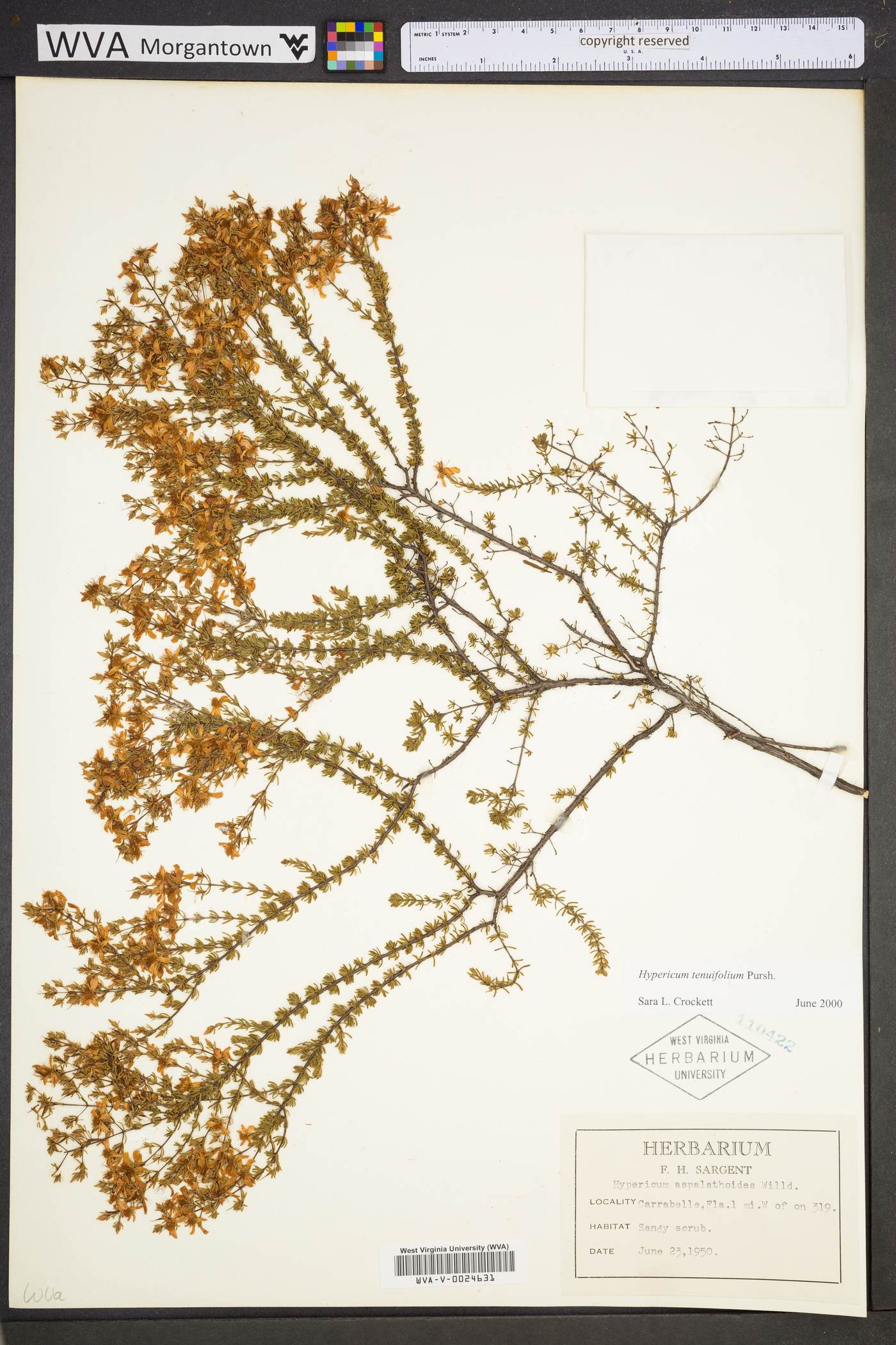 Hypericum piriai image