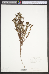 Hypericum sphaerocarpum image