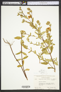 Hypericum crux-andreae image