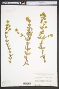 Hypericum crux-andreae image