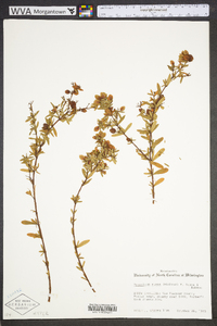 Hypericum crux-andreae image