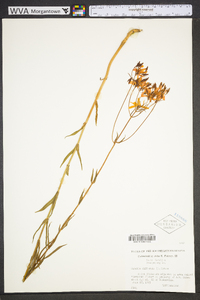 Sabatia difformis image