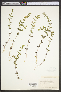 Scutellaria parvula image