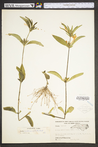 Ruellia caroliniensis image