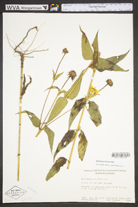 Helianthus hirsutus image