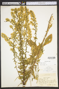 Solidago bicolor image