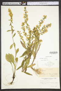 Solidago bicolor image