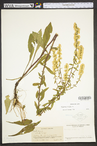 Solidago bicolor image