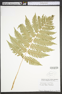 Dryopteris goldieana image