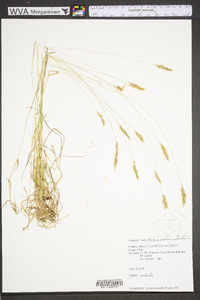 Anthoxanthum odoratum subsp. odoratum image