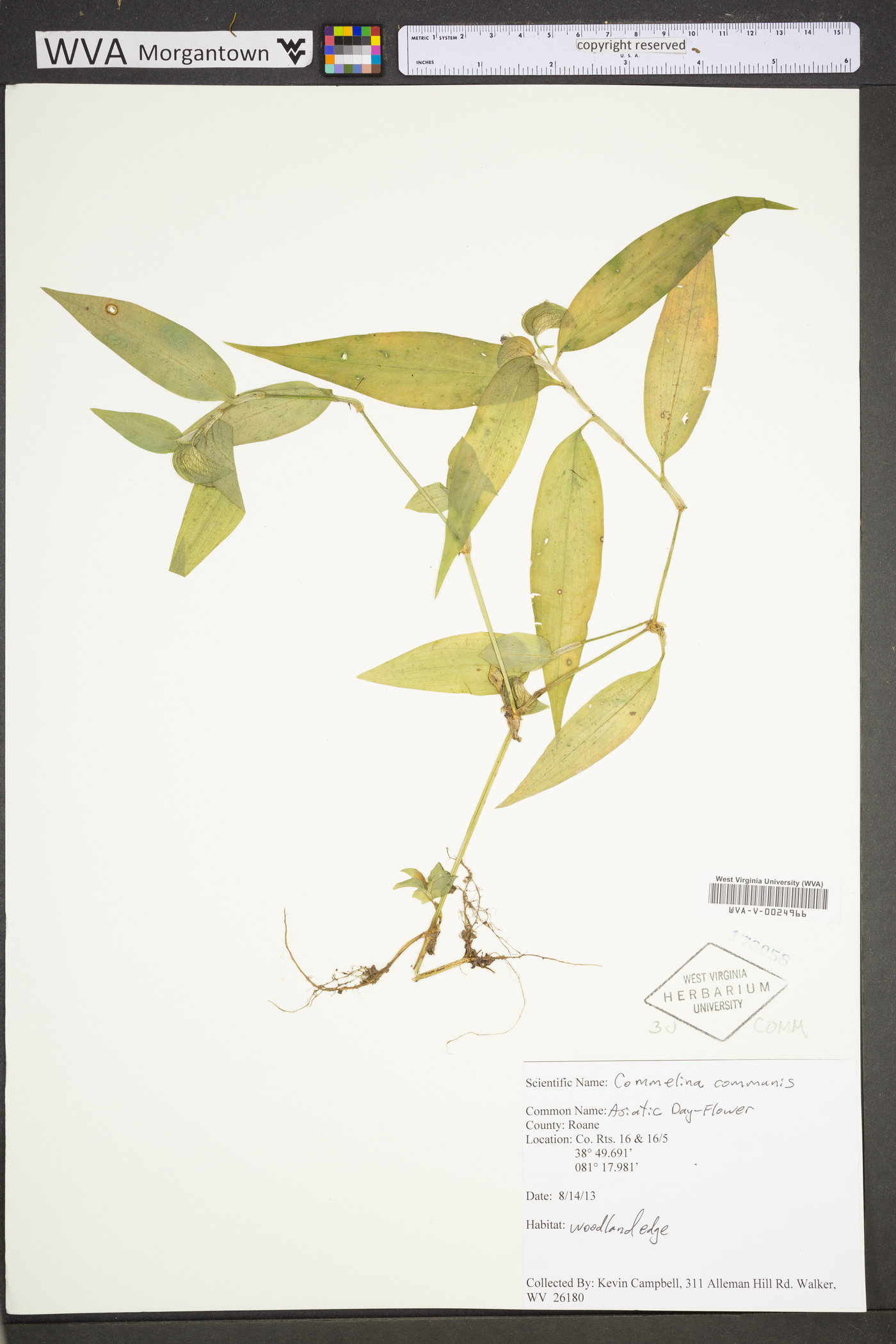 Commelina communis var. communis image