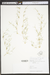 Eragrostis hypnoides image