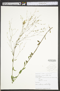 Linum virginianum image