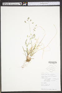 Poa sylvestris image