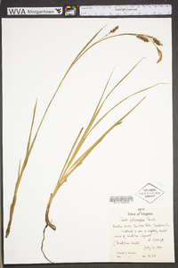 Carex polymorpha image