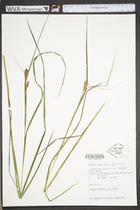 Carex squarrosa image