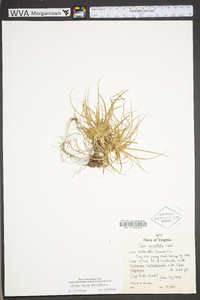 Carex tonsa var. tonsa image