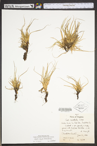 Carex tonsa image