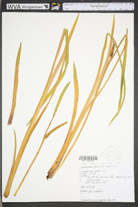 Acorus calamus image