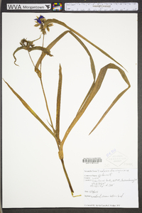 Tradescantia virginiana image