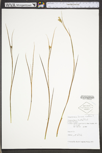 Juncus nodosus image