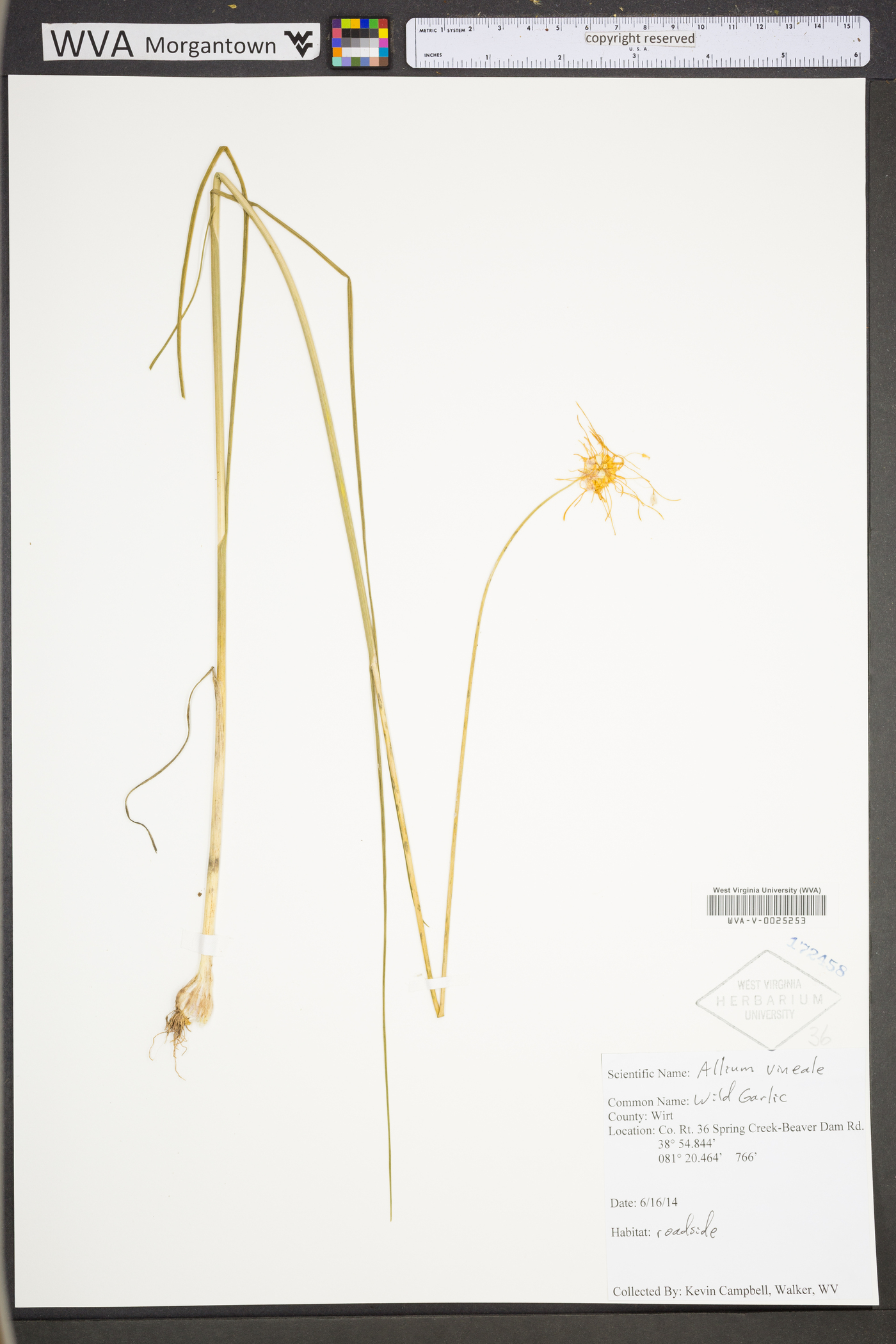 Allium vineale subsp. vineale image