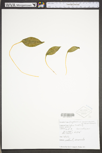 Erythronium americanum subsp. americanum image