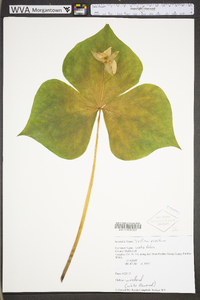 Trillium erectum image