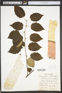 Betula papyrifera var. papyrifera image