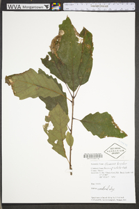 Quercus bicolor image