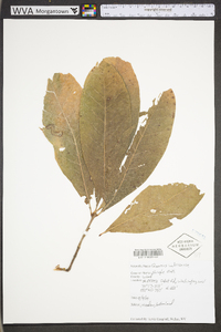 Quercus imbricaria image