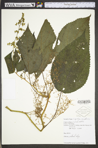 Laportea canadensis image