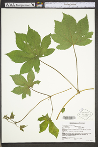 Humulus japonicus image