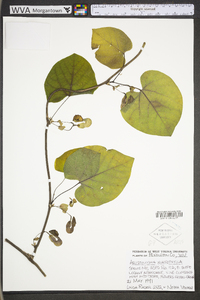 Aristolochia macrophylla image