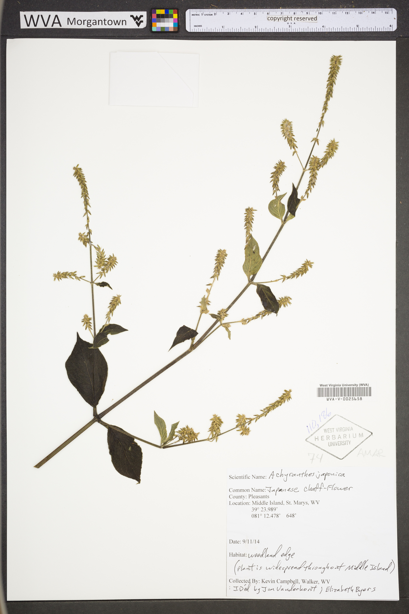 Achyranthes japonica var. hachijoensis image