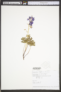 Delphinium tricorne image