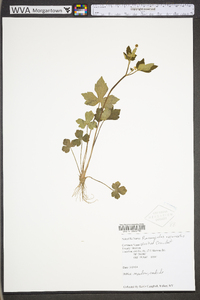 Ranunculus recurvatus var. recurvatus image