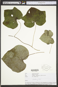 Menispermum canadense image