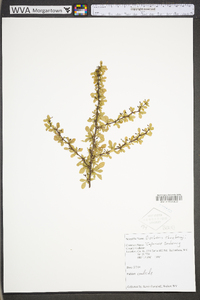 Berberis thunbergii image