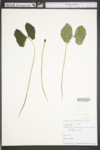 Jeffersonia diphylla image