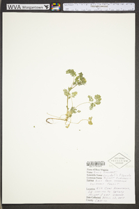 Corydalis flavula image