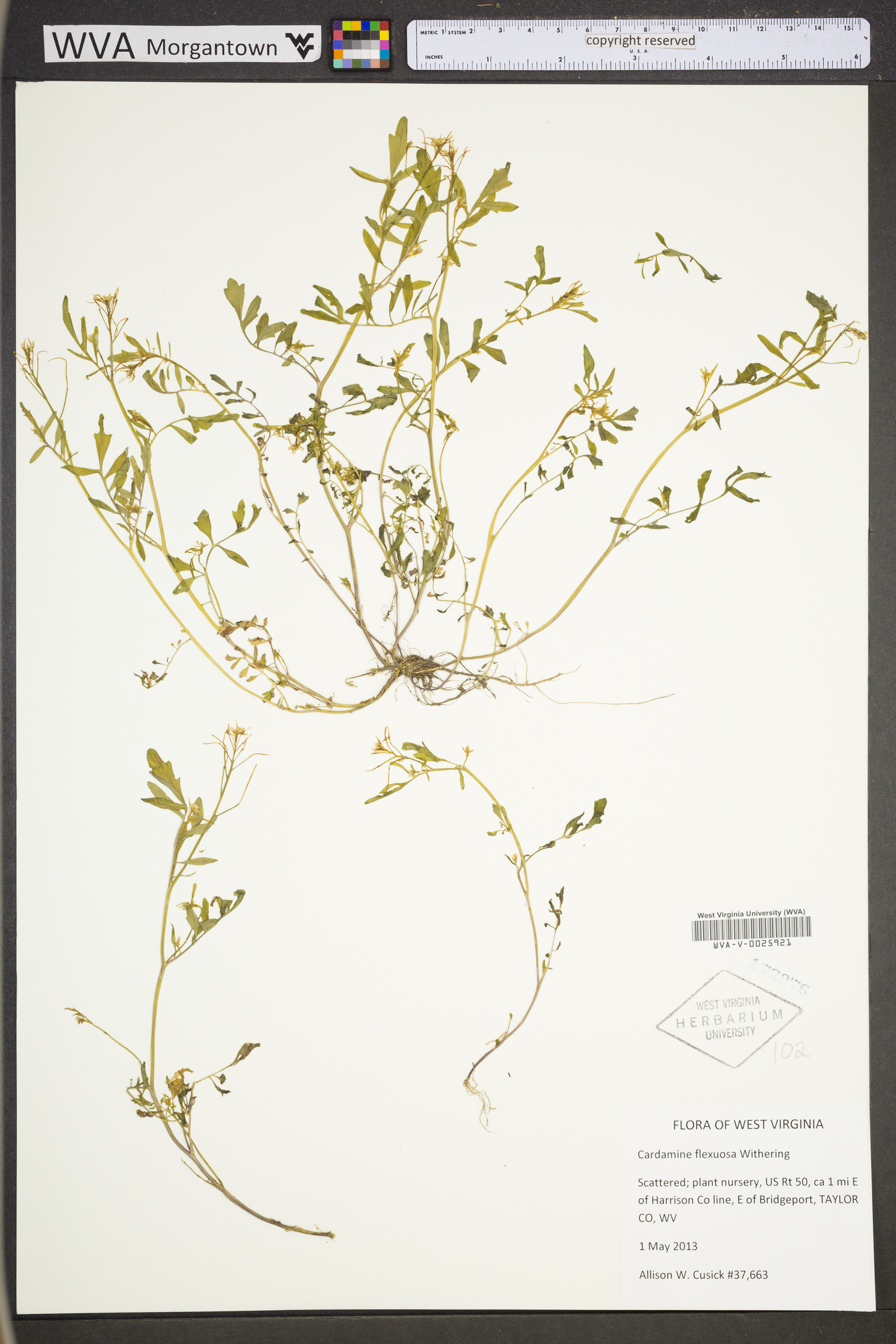 Cardamine flexuosa image