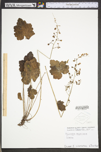 Heuchera americana image